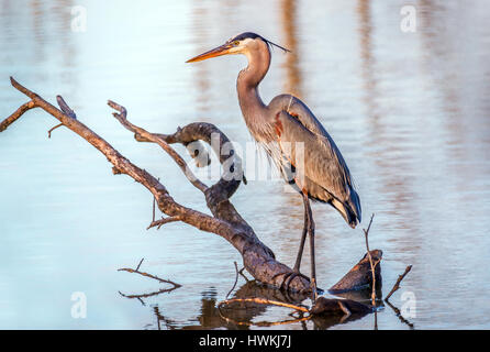 Great Blue Heron Angeln von einem Ast in einem Teich an der Chesapeake Bay in Maryland Stockfoto