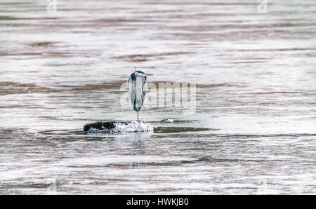 Great Blue Heron stehend auf einem zugefrorenen See im Winter in Maryland Stockfoto