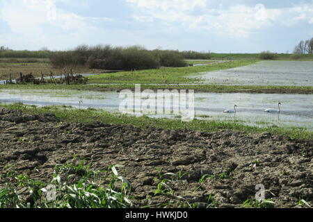 Ouse Wäschen bei Sutton Gault in Cambridgeshire Stockfoto