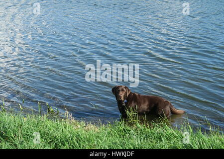 Chocolate Labrador Abkühlung in einem Fluss Stockfoto