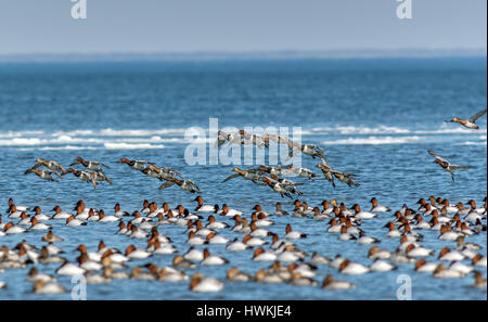 Herde von Canvasback Enten fliegen und Schwimmen an der Chesapeake Bay in Maryland im winter Stockfoto