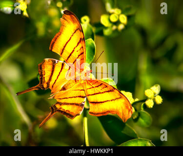 Ein Daggerwing Schmetterling fotografiert in den Florida Everglades. Stockfoto