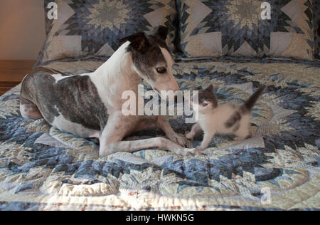 Whippet Hund trifft Kätzchen Stockfoto