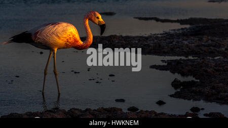 Eine anden Flamingo in der Lagune von Salar de Atacama, Chile. Stockfoto