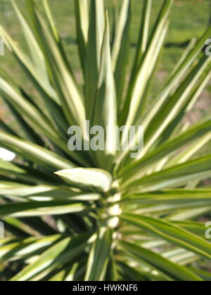 Spikey Pflanze Hintergrund, Melbourne 2016 Stockfoto