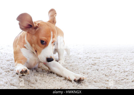 Lustiger Hund auf Teppich isoliert auf weißem Hintergrund. Verrückte Beagle Nahaufnahme. Hund über weißen Hintergrund zu springen. Stockfoto