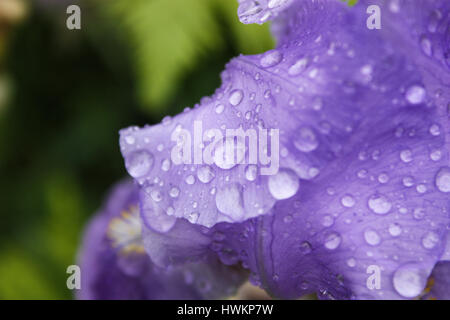 violette Blume mit Tropfen Regen auf Sie Stockfoto