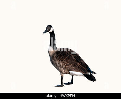 Kanadische Gans Nahaufnahme isolierten Ausschnitt Stockfoto