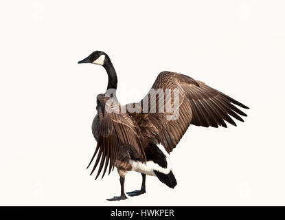 Kanadische Gans Nahaufnahme isolierten Ausschnitt Stockfoto