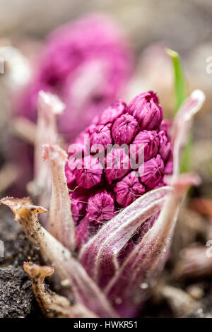 Petasiten-Hybridus, Butterbudenknospe, junge Frühlingspflanzen Stockfoto