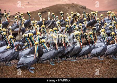 Peruanische Pelikane Stockfoto