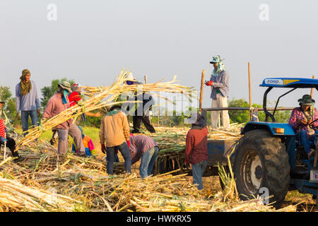 Landarbeiter, die Ernte von Zuckerrüben in der Provinz Lopburi, Thailand Stockfoto