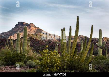 Der Morgen graut über die Sonora-Wüste im Organ Pipe National Monument. Stockfoto