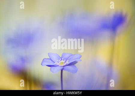 Lebermoos (Hepatica Nobilis), North Rhine-Westphalia, Deutschland Stockfoto