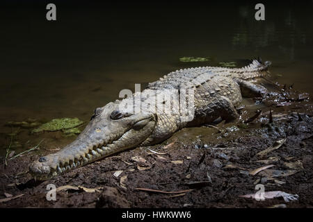 Süßwasser-Krokodil (Crocodylus Johnstoni) Stockfoto