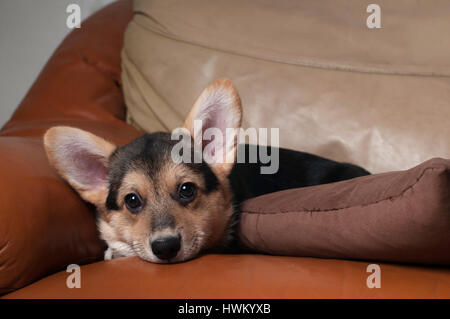 Pembroke Welsh Corgi Welpen liegenden Porträt auf Beige Sofa zu Hause Stockfoto