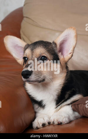 Pembroke Welsh Corgi Welpen Closeup Portrait auf Beige Sofa zu Hause liegen irgendwo suchen und dachte Stockfoto