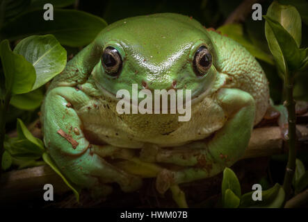 Grün-Laubfrosch (Litoria Caerulea) Stockfoto