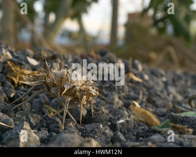 Getrocknete Blumen auf dem Asphalt-Boden Stockfoto