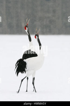 Rot gekrönter Krane aka japanische Kraniche auf einem schneebedeckten Feld in der Akan Präfektur Hokkaido, Japan. Stockfoto
