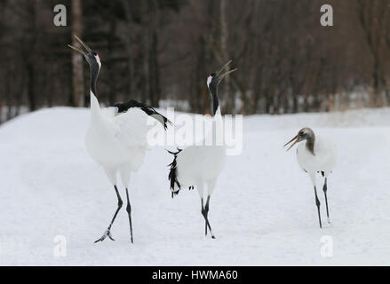 Rot gekrönter Krane aka japanische Kraniche auf einem schneebedeckten Feld in der Akan Präfektur Hokkaido, Japan. Stockfoto