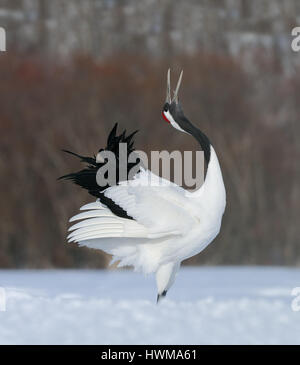 Rot gekrönter Krane aka japanische Kraniche auf einem schneebedeckten Feld in der Akan Präfektur Hokkaido, Japan. Stockfoto