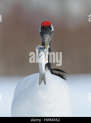 Rot gekrönter Krane aka japanische Kraniche auf einem schneebedeckten Feld in der Akan Präfektur Hokkaido, Japan. Stockfoto