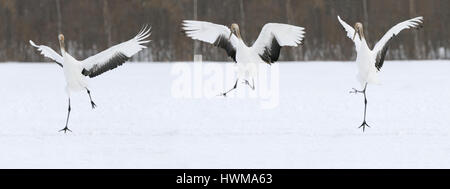 Rot gekrönter Krane aka japanische Kraniche auf einem schneebedeckten Feld in der Akan Präfektur Hokkaido, Japan. Stockfoto