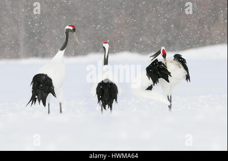 Rot gekrönter Krane aka japanische Kraniche auf einem schneebedeckten Feld in der Akan Präfektur Hokkaido, Japan. Stockfoto