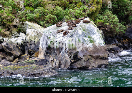 Robbenkolonie ruht auf einem Felsen in den Milford Sound auf der Südinsel Neuseelands Stockfoto