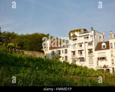 Clos Montmartre. Nur Weinberg in der City von Paris. Am Hang mit geschichtsträchtigen Gebäuden im Hintergrund. Paris, Frankreich Stockfoto