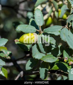 Nahaufnahme von Laub und Eicheln der Steineiche, Quercus Ilex Subspecies Rotundifolia. Foto in Hoyo de Manzanares, Provinz von Madrid, Spanien Stockfoto