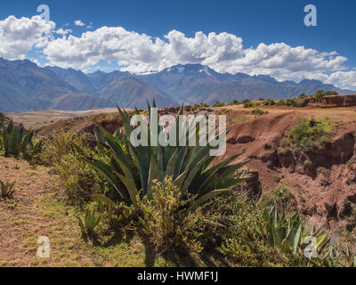 Anden in der Nähe von Moray Ruinen, in das Heilige Tal der Inka, Peru Stockfoto