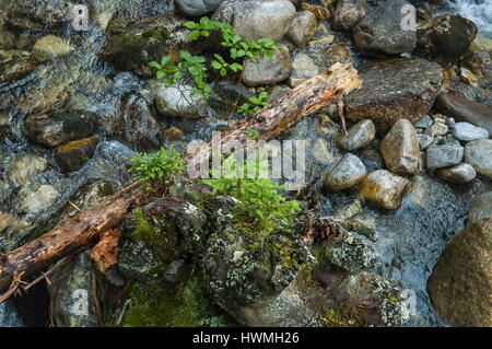 Bewegung verwischt Wasserstrom mit alten Stamm und jungen Baum in den grünen Wald, Rila-Gebirge, Bulgarien Stockfoto