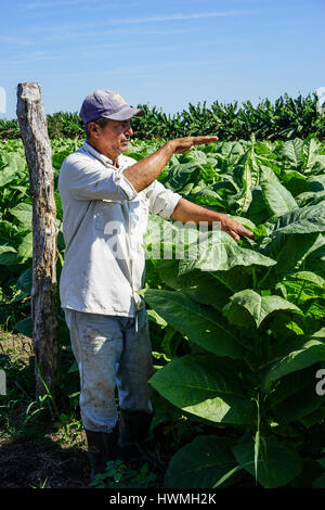 Santiago De Cuba, Kuba - 12. Januar 2016: typische Szene in die kubanische Landschaft. Kubanischen Tabak Züchter erklärt, wie er wächst und seinen Tabak ernten Stockfoto