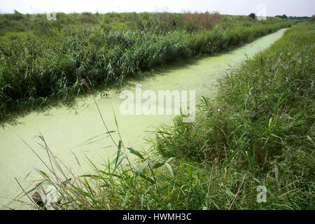 Eutrophierung der Drainage Graben im Moorland Hollesley, Suffolk, England, UK Stockfoto