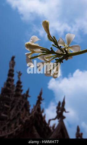 Frangipani Plumeria Blumen und der Sanctuary of Truth-Tempel in Pattaya, Thailand Stockfoto