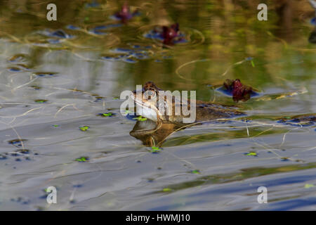 Gemeinsamen Frosch Rana temporaria Stockfoto