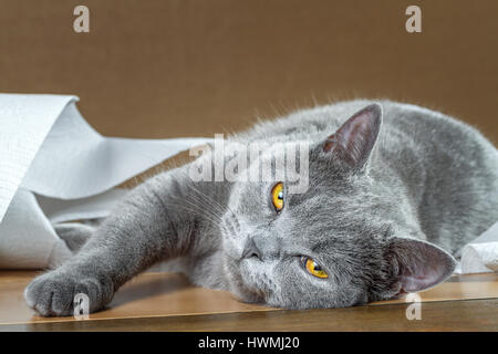 Britische blaue Katze und Toilettenpapier. Stockfoto