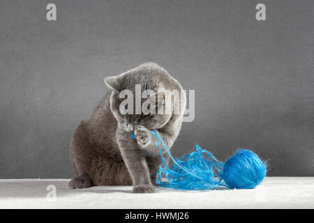 Britische blaue Katze spielt mit Wollknäuel Stockfoto