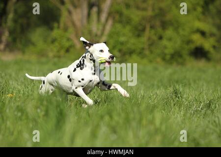 Dalmatiner zu spielen Stockfoto