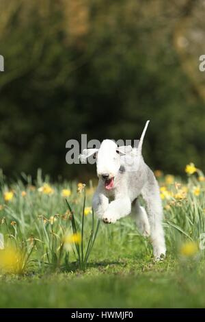 Bedlington Terrier laufen Stockfoto