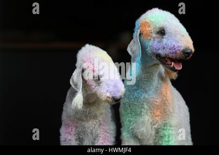 2 Bedlington Terrier Stockfoto