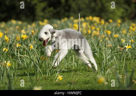 Bedlington Terrier laufen Stockfoto