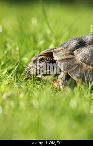 Sporn - thighed Schildkröte Stockfoto