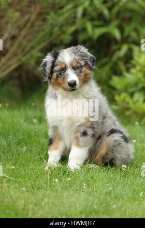 Australian Shepherd Welpen Stockfoto