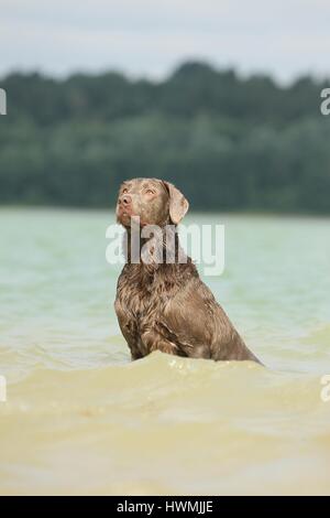 Labrador Retriever im Wasser Stockfoto