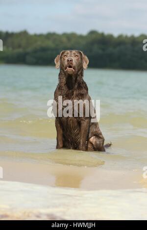 Labrador Retriever im Wasser Stockfoto