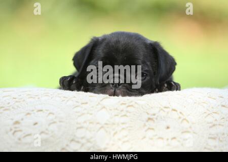 Mops Welpen Stockfoto