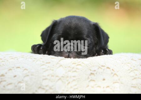 Mops Welpen Stockfoto